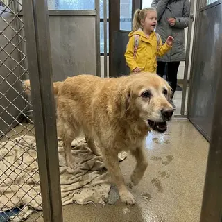 A Shelter Golden Retriever Stood Up for Every Opening Door for Eight Months — Until the One Child He Never Gave Up On Finally Came Back