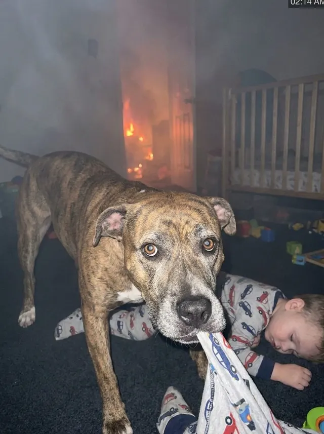 They Called Her Dangerous and Wanted Her Gone. At 2 A.M. in a Burning House, She Was the Only One Who Knew Where the Baby Was.