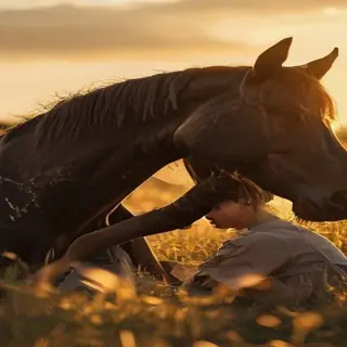 The Broken Horse and the Silent Boy